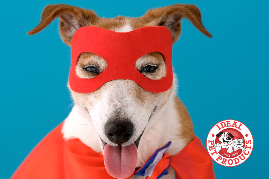 A good dog wearing a superhero costume