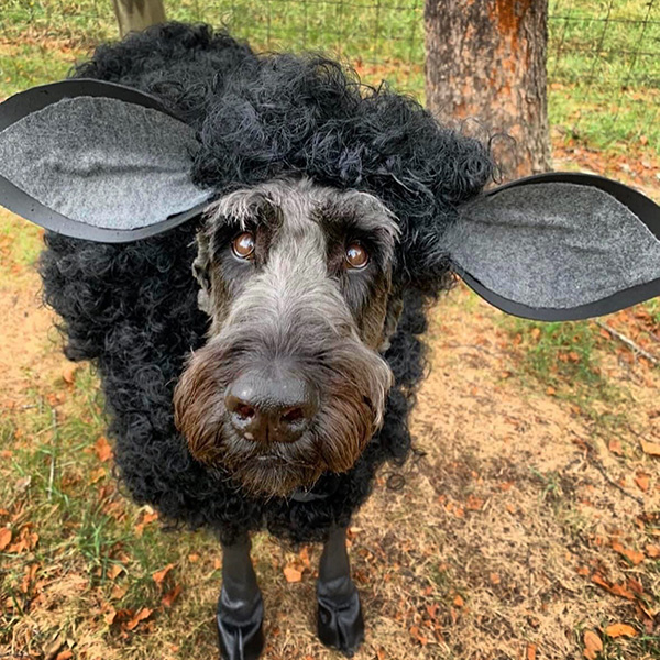 Bosley a good black sheep dog