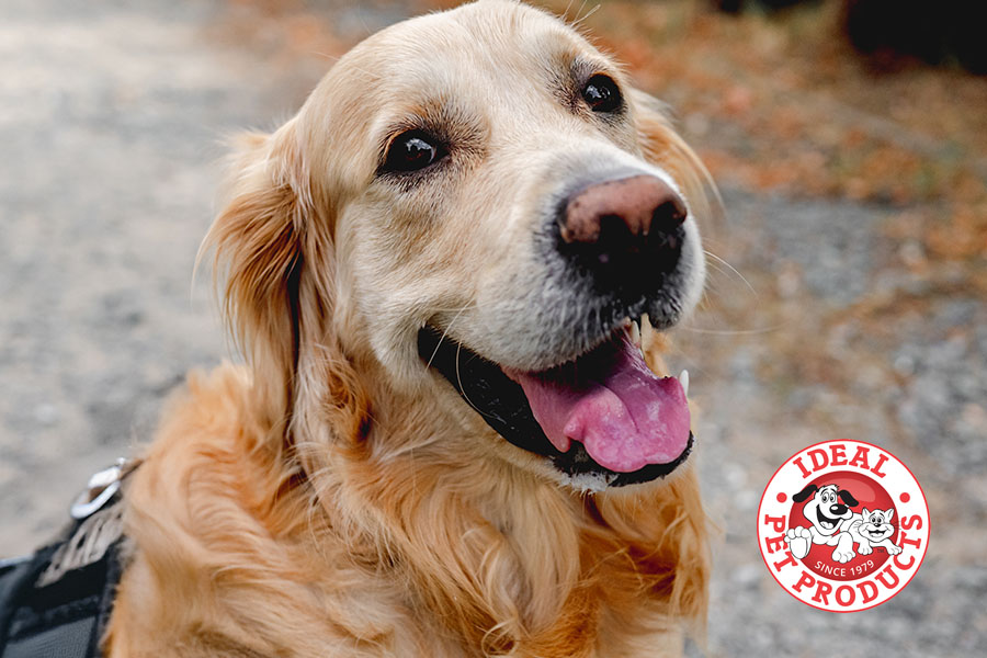 golden retriever service dog