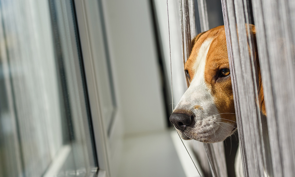 a good dog not loving the idea of training