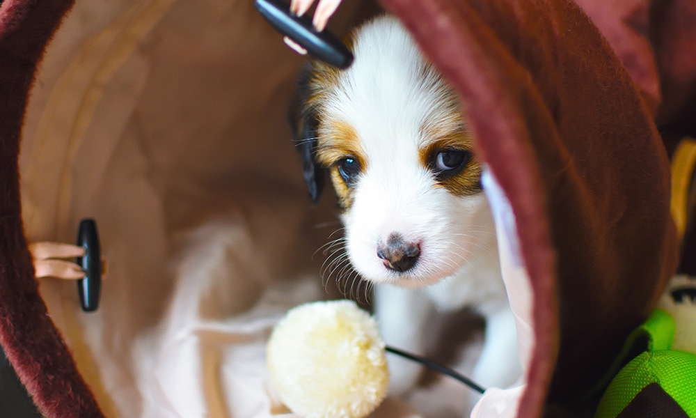 a cute puppy snuggling in his bed