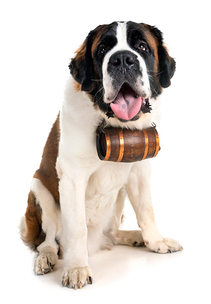 a good St. Bernard